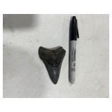 PREHISTORIC TOOTH