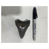 PREHISTORIC TOOTH