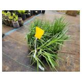 Lot of (10) Ohio - Spiderwort #1 Grow Bag