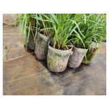 Lot of (10) Ohio - Spiderwort #1 Grow Bag