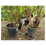 Lot of (5) Dogwood - Red Twig #5 Pot