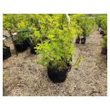 Lot of (2) Elderberry - Golden #10 Grow Bag