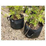 Lot of (2) Elderberry - Golden #10 Grow Bag