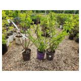 Lot of (3) Hydrangea - Berry White - First Edition #2 Pot