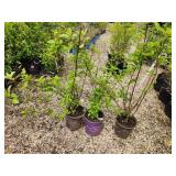 Lot of (3) Hydrangea - Berry White - First Edition #2 Pot