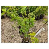 Lot of (3) Hydrangea - Berry White - First Edition #2 Pot