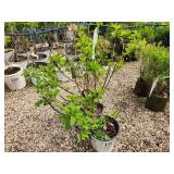 Lot of (3) Hydrangea - Bobo - Proven Winners #2 Pot