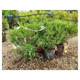 Lot of (5) Hypericum - Cobalt-n-Gold - First Edition #2 Pot