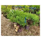 Lot of (5) Hypericum - Cobalt-n-Gold - First Edition #2 Pot