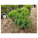 Lot of (5) Hypericum - Cobalt-n-Gold - First Edition #2 Pot