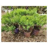 Lot of (5) Hypericum - Cobalt-n-Gold - First Edition #2 Pot