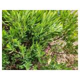 Lot of (5) Hypericum - Cobalt-n-Gold - First Edition #2 Pot