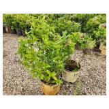 Lot of (3) Hydrangea - Little Lime - Proven Winners #3 Pot