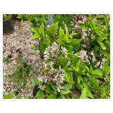 Lot of (3) Hydrangea - Little Lime - Proven Winners #3 Pot