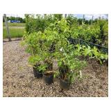 Lot of (5) Lilac - Mount Baker #2  Pot