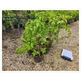 Lot of (5) Lilac - Mount Baker #2  Pot