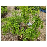 Lot of (5) Lilac - Mount Baker #2  Pot