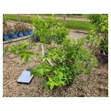 Lot of (5) Lilac - Mount Baker #2  Pot