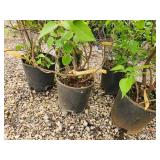 Lot of (5) Lilac - Mount Baker #2  Pot