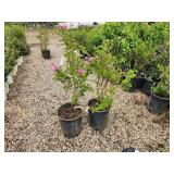 Lot of (2) Lilac - Tinkerbelle #5 Pot