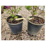 Lot of (2) Lilac - Tinkerbelle #5 Pot