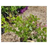 Lot of (2) Lilac - Tinkerbelle #5 Pot