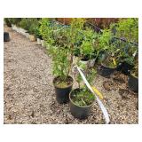 Lot of (2) Lilac - Chinese Saugeana #5 Pot