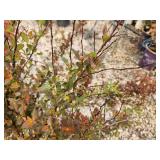 Lot of (3) Ninebark - Spicy Devil - First Edition #3 Pot