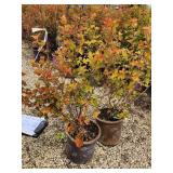 Lot of (2) Ninebark - Amber Jubilee - First Edition #5 Pot