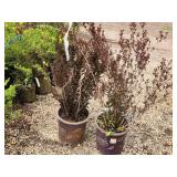 Lot of (2) Ninebark - Little Devil - First Edition #5 Pot