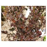 Lot of (2) Ninebark - Little Devil - First Edition #5 Pot