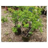 Lot of (5) Rose - Purple Pavement - Mauve #2 Grow Bag