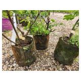 Lot of (3) Rose - Snow Pavement - White #2 Pot