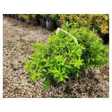 Lot of (3) Spirea - Japanese White #3 Pot