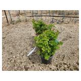 Lot of (3) Cranberrybush - Dwarf European  #2 Pot