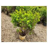 Lot of (3) Summersweet - Vanilla Spice - Proven Winners #3 Pot