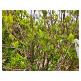 Lot of (3) Summersweet - Vanilla Spice - Proven Winners #3 Pot