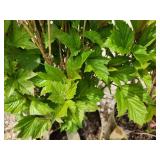 Lot of (2) Viburnum - Bailey Compact #5 Grow Bag