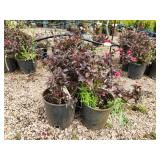 Lot of (3) Weigela - Tango #2 Pot