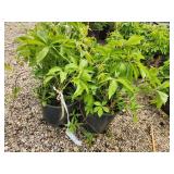 Lot of (4) Ivy - Engelmann #3 Pot