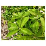 Lot of (4) Ivy - Engelmann #3 Pot