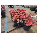 Lot of (10) Coral Bells - Paprika #1 Pot