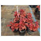 Lot of (10) Coral Bells - Paprika #1 Pot
