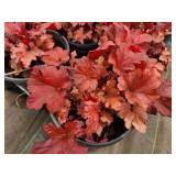 Lot of (10) Coral Bells - Paprika #1 Pot