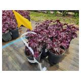 Lot of (10) Coral Bells - Grande Amethyst #1 Pot