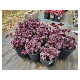 Lot of (10) Coral Bells - Grande Amethyst #1 Pot