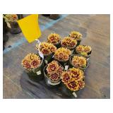 Lot of (10) Hens & Chicks - Chick Charms - Golden Nugget #1 Grow Bag