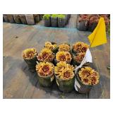 Lot of (10) Hens & Chicks - Chick Charms - Golden Nugget #1 Grow Bag