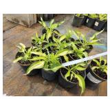 Lot of (10) Hosta - Cool as a Cucumber #1 Pot