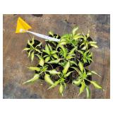 Lot of (10) Hosta - Cool as a Cucumber #1 Pot